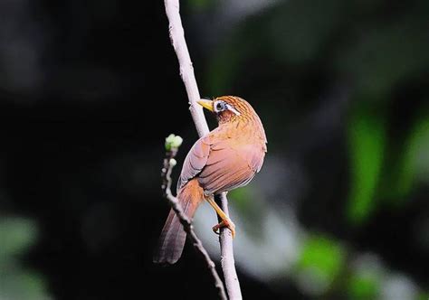 養鳥風水